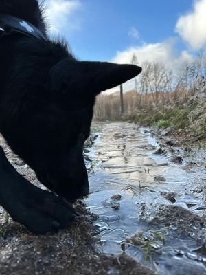 Emma, sechsjährige Schäferhündin