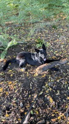 Emma, Schäferhund, liegt entspannt im Herbstlaub