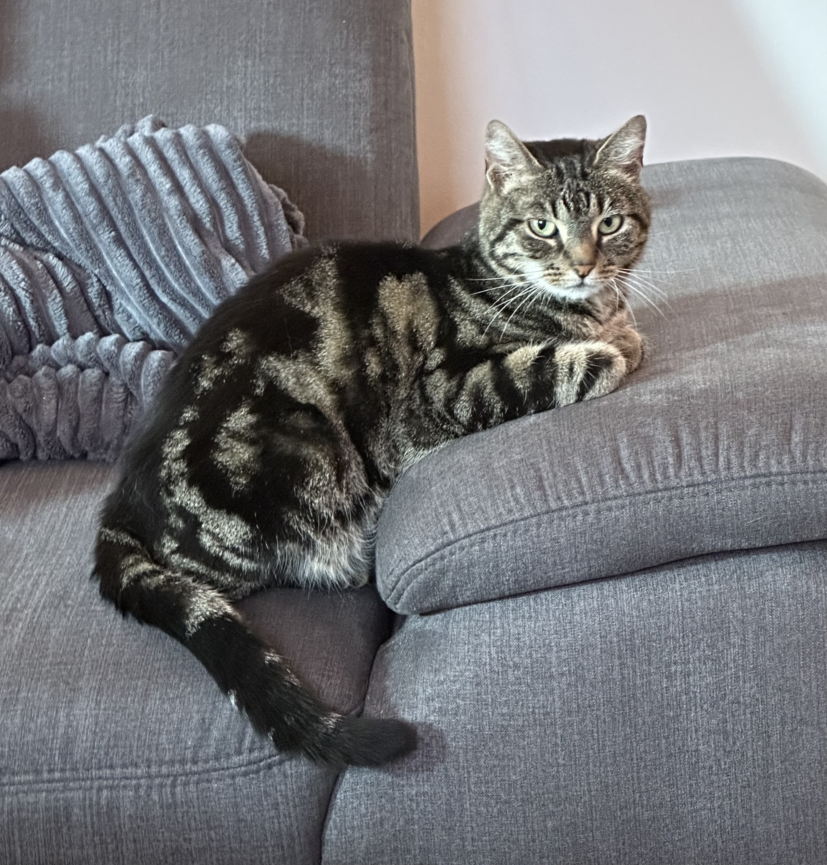 Greyce, getigerte Katze, Honeys Schwester